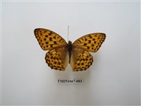 藏品(銀斑豹蛺蝶)的圖片